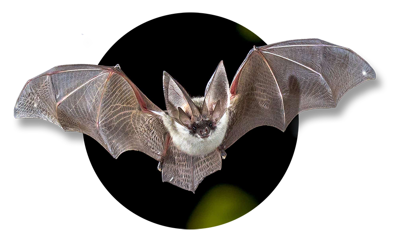 Bat