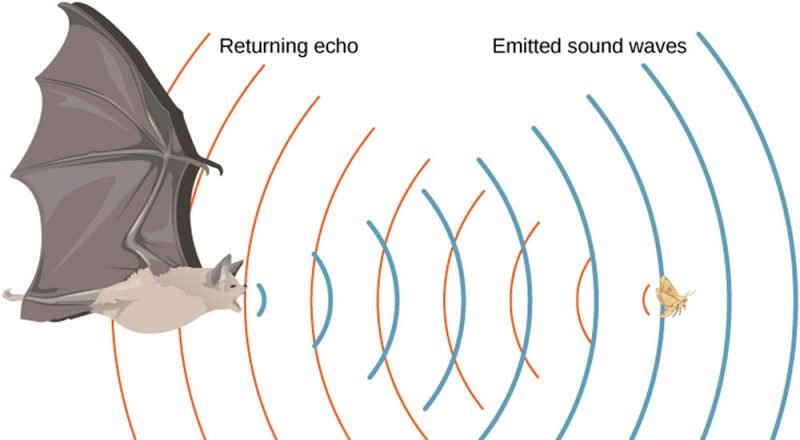 Bat ultrasonics